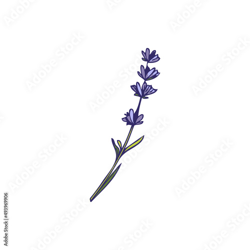 Provence lavender flower single branch hand drawn vector illustration isolated.