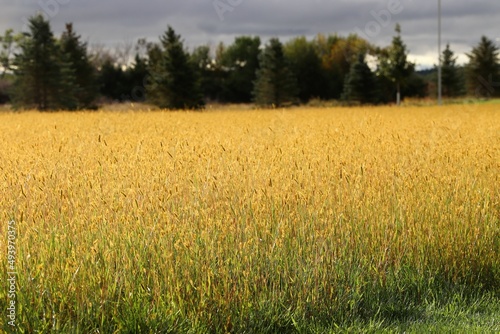 Field of Golden Rod