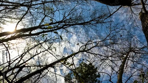 Looking up at the sun and sky calm beautiful leaves hanging from a tree waving in the wind slow motion photo