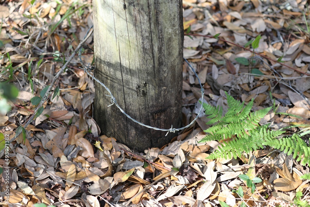 Obraz premium autumn leaves on the ground