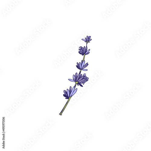Lavender flower on branch floral element hand drawn vector illustration isolated.