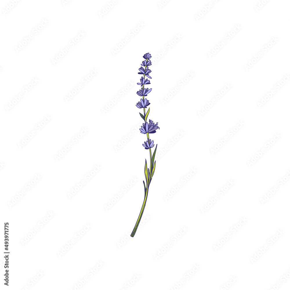 Cute lavender flower with leaves in hand drawn sketch style, doodle vector illustration isolated on white background.