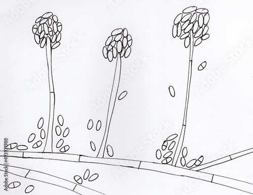 Mold fungi Acremonium, hand drawn illustration photo