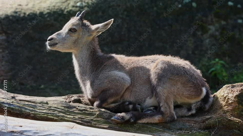 Young baby mountain ibex on a rock - capra ibex in a german park Young baby mountain ibex on a rock - capra ibex in a german park