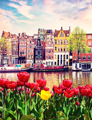 Amazing landscape with tulips and houses in Amsterdam, Holland. amazing places. popular tourist atraction.