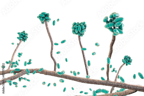Mold fungi Acremonium, illustration photo