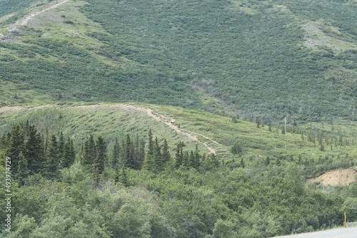 landscape with trees