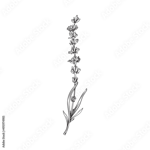Elegant lavender flower in hand drawn outline sketch style - vector illustration isolated on white background.