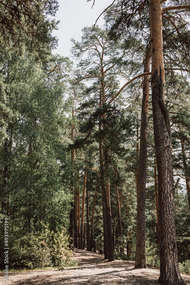 Obraz premium Green pine forest in summer. Natural background. Beautiful landscape.