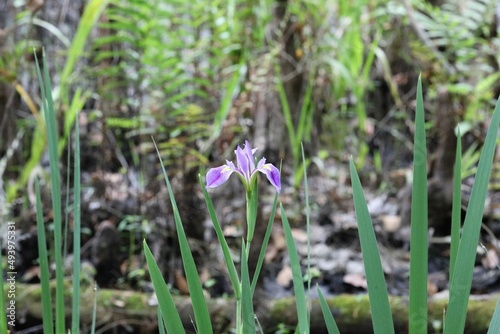 flowers in the grass