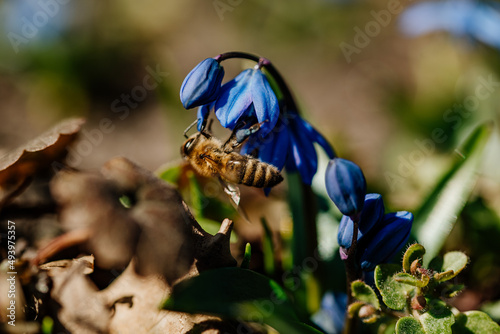Pszczoła zapylająca niebieskie kwiaty