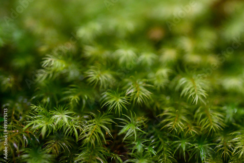 Selective focus shot of blossom Juniper haircap moss plants in the garden photo