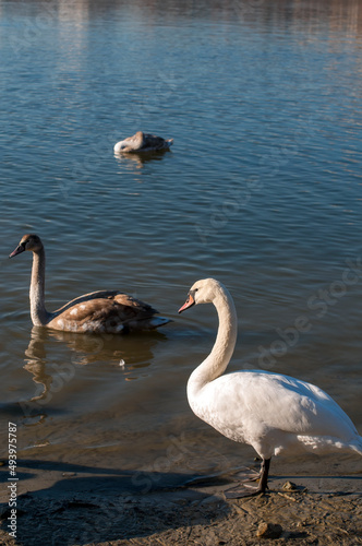 white swan paws on the ice reflecting