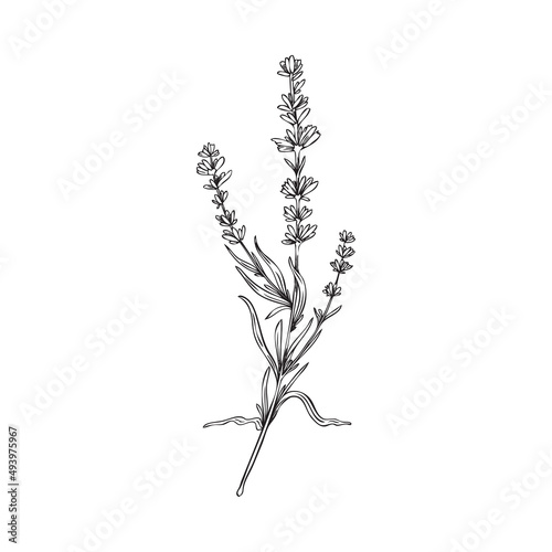 Hand drawn outline lavender flower bunch in sketch style, vector illustration isolated on white background.