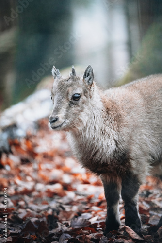Vertical shallow focus shot of a baby goral standing on orange leaves photo