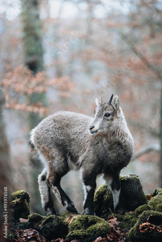 Vertical shallow focus shot of a baby goral in a forest photo