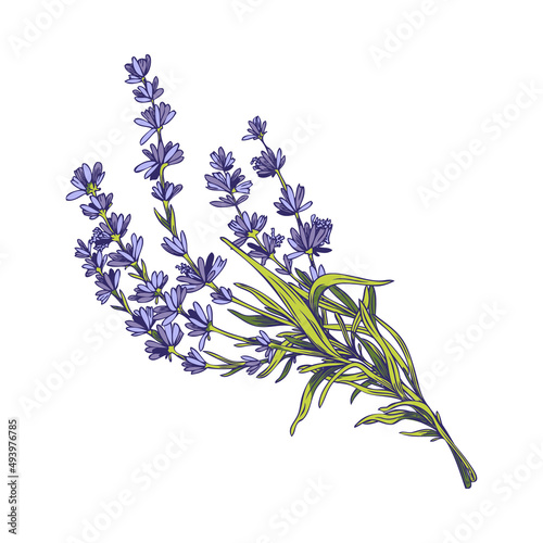 Lavender flowers bouquet hand drawn vector illustration isolated on white.