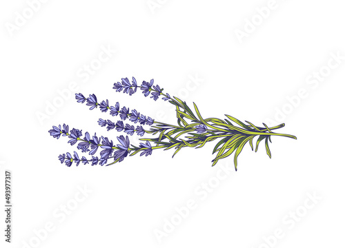 Flower bouquet of fresh provence lavender, colored vector illustration isolated.