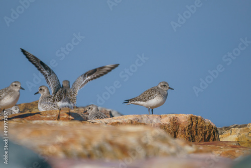 A group of Plovers (Pluvialis squatarola) on the cliffs