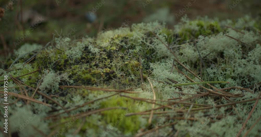 Moss-covered Rainforest Ground With Twigs. - close up, panning Moss-covered Rainforest Ground With Twigs. - close up, panning