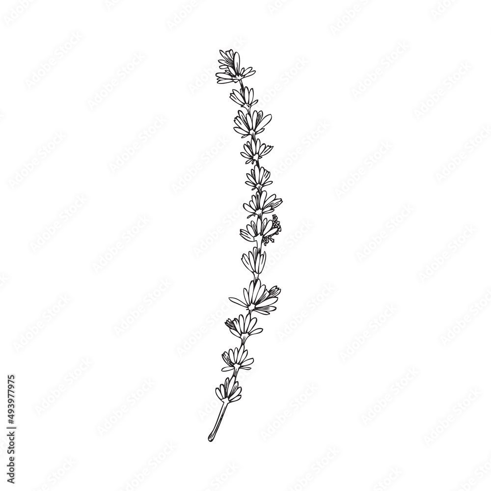 Provence lavender blooming twig in black line, vector illustration isolated.