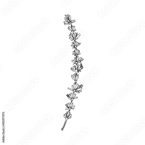 Provence lavender blooming twig in black line, vector illustration isolated.
