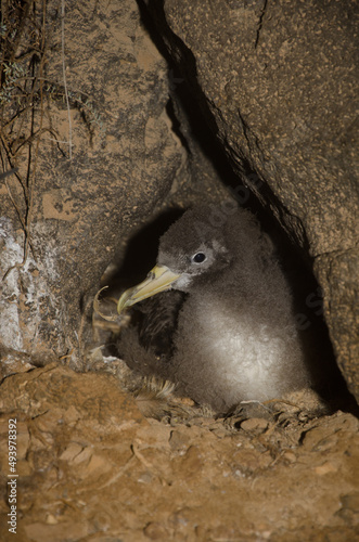 Cory's shearwater Calonectris borealis chick in its nest. Montana Clara. Integral Natural Reserve of Los Islotes. Canary Islands. Spain. photo