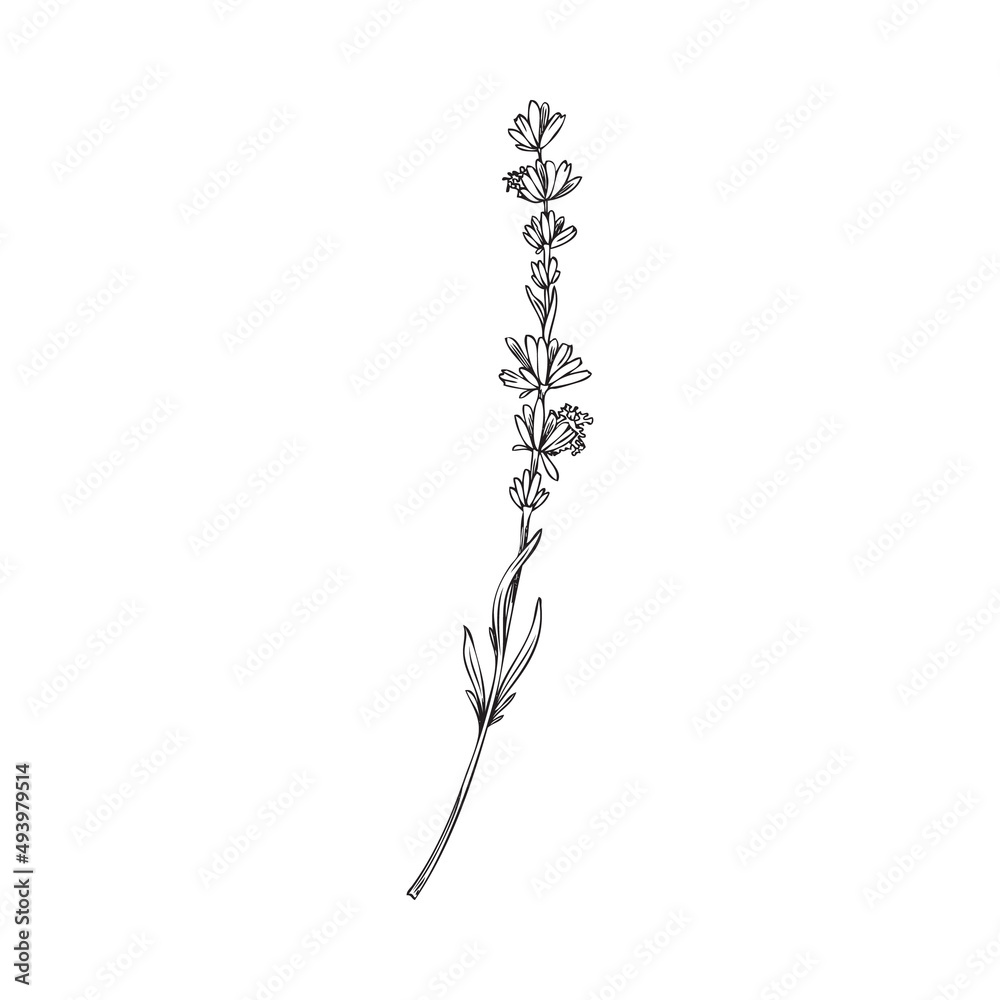 Lavender plant branch or twig in bloom black line vector illustration isolated. Lavender plant branch or twig in bloom black line vector illustration isolated.