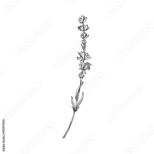 Lavender plant branch or twig in bloom black line vector illustration isolated.