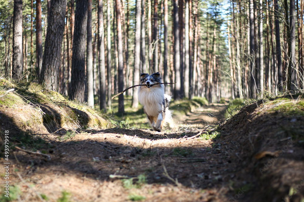 Blue merle sheltand sheepdog running in forest with stick.