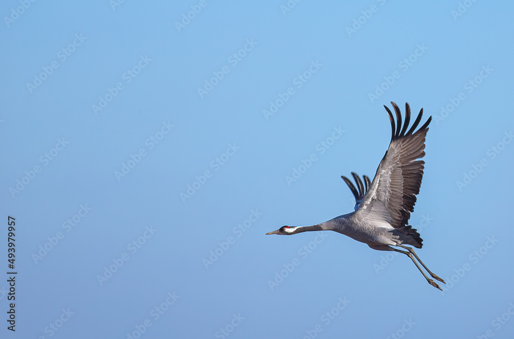 Obraz premium Common crane - Grus grus in flight at spring
