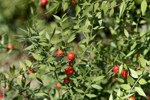 Cuadro en lienzo Spiny butchers broom