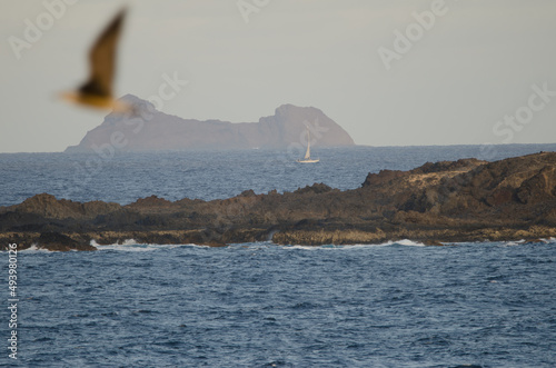 Sailboat sailing between La Graciosa and Roque del Este and yellow-legged gull Larus michaellis atlantis in the foreground. Canary Islands. Spain. photo