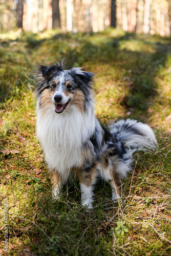 Blue merle shetland sheepdog sitting in forest gtrass with sunlight.