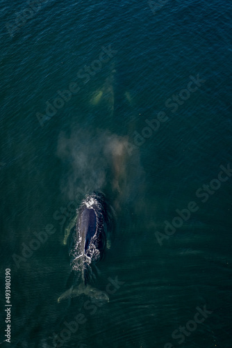 Photography Aerial shot of whales swimming above the surface in the cold water of the ocean