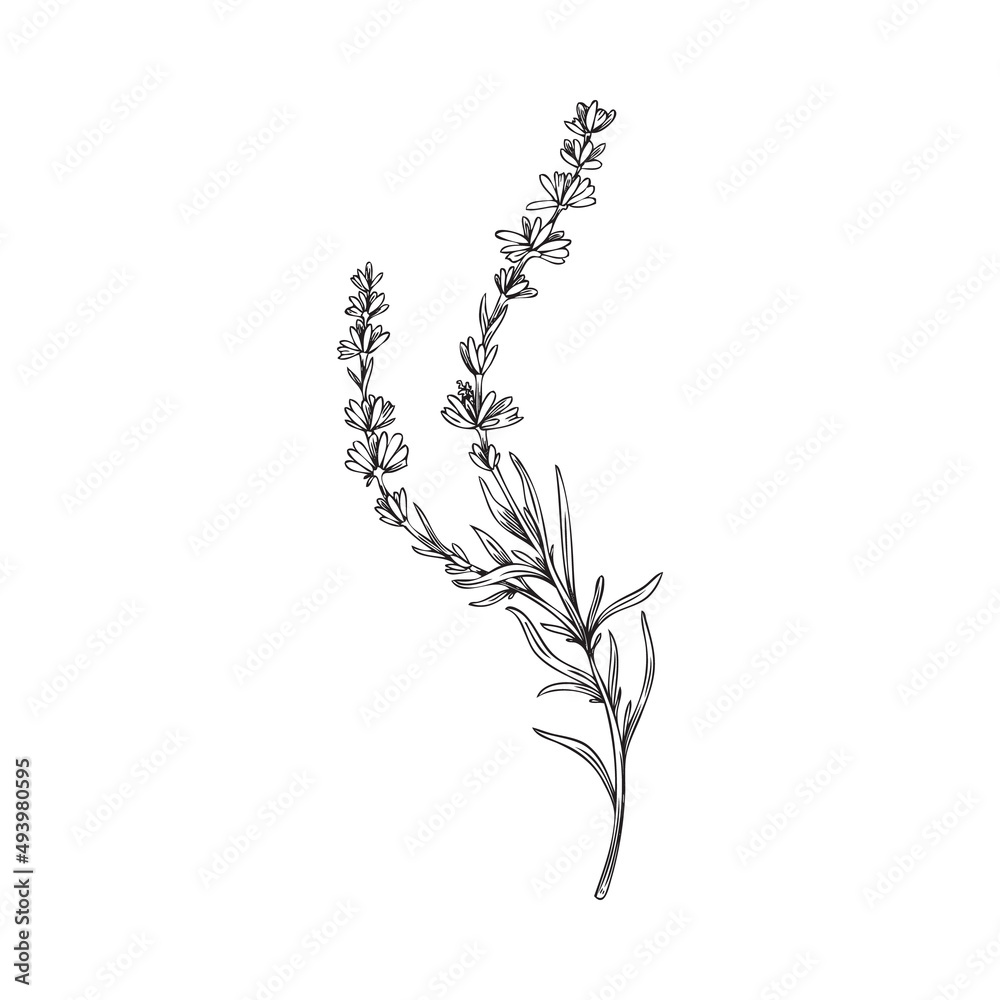 Lavender plant with flowers and leaves sketch vector illustration ...
