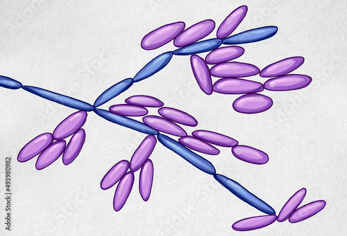 Candida kefyr yeasts, microscopic fungi photo