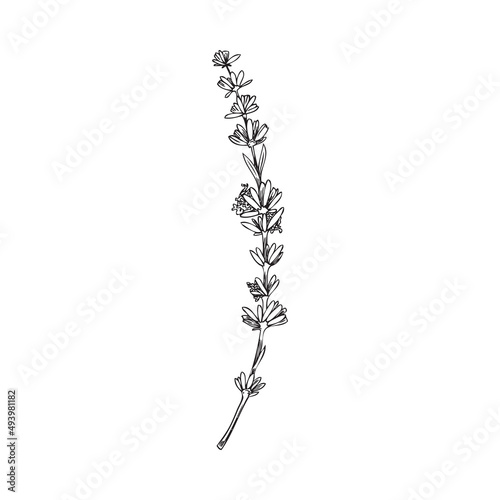 Lavender twig with flowers in black line sketch vector illustration isolated.
