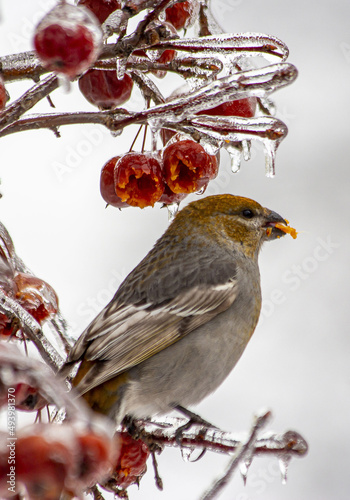 Closeup shot of a pine grosbeak sitting on a frozen branch of barberry tree photo