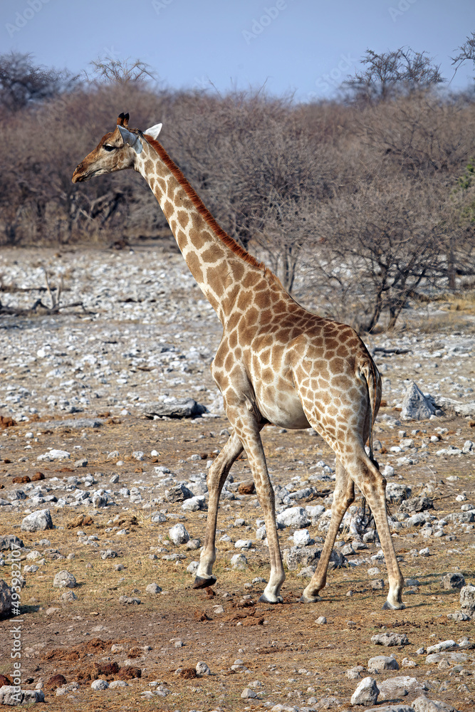 Fototapeta premium Giraffe in rocky terrain, Etosha National Park, Namibia 