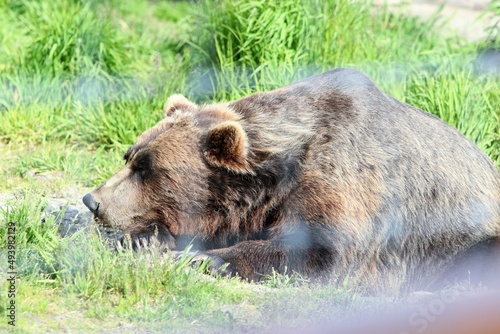 Wallpaper Mural brown bear cub Torontodigital.ca