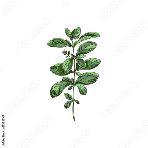 Vegetable marjoram leaves on branch, spice for cooking - sketch vector illustration isolated on white background.