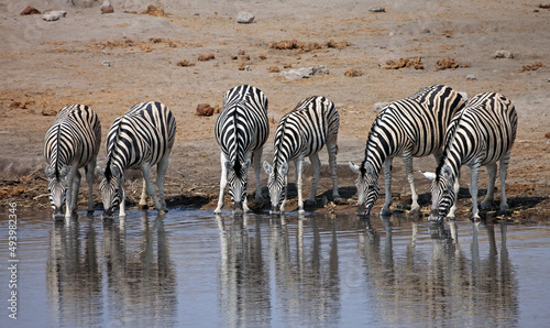 Group of zebra drinking at a waterhole  Etosha National Park  Namibia 