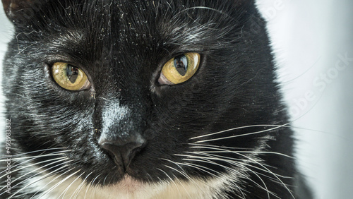 black kitten with white paws and chest close-up