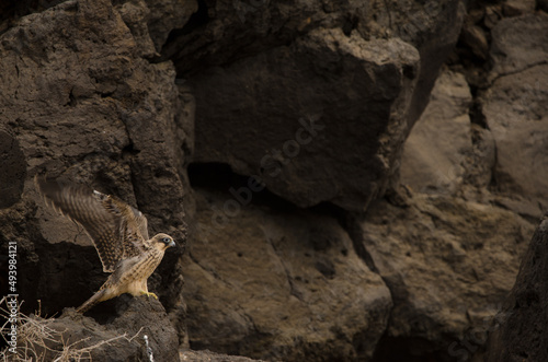 Eleonora's falcon Falco eleonorae. Young flapping. Montana Clara. Integral Natural Reserve of Los Islotes. Canary Islands. Spain.