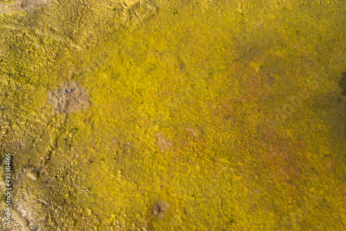 Water wet green moss Texture Background. Natural Background Texture