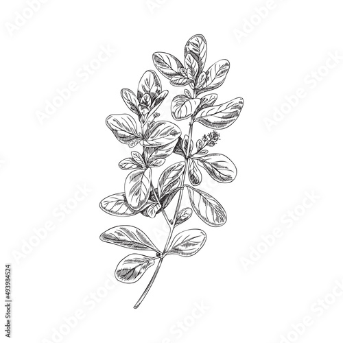 Marjoram or oregano herb twig monochrome hand drawn vector illustration isolated.