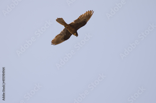 Eleonora's falcon Falco eleonorae. Light morph in flight. Montana Clara. Integral Natural Reserve of Los Islotes. Canary Islands. Spain.