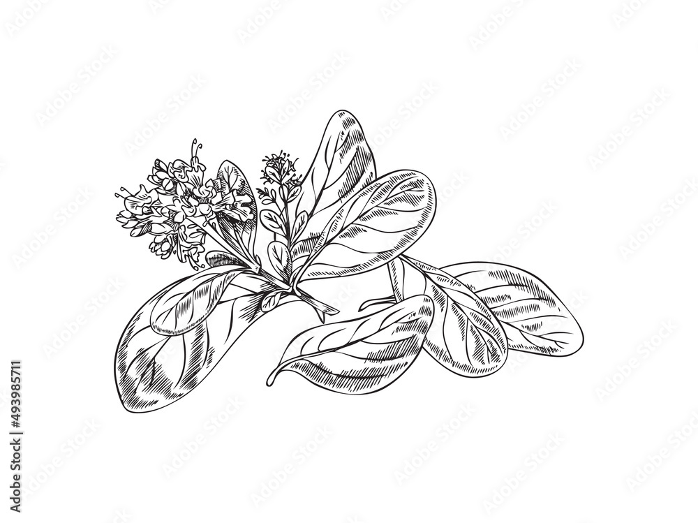 Marjoram Flower Drawing