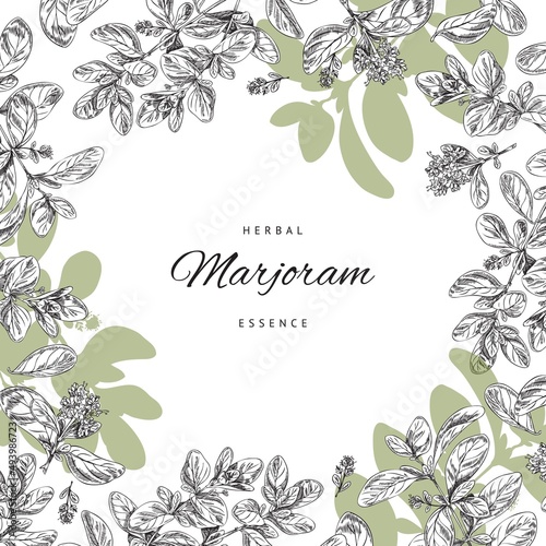 Oregano or marjoram herb banner or poster design hand drawn vector illustration.